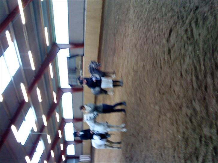 Welsh Pony (sec B) aluna billede 15