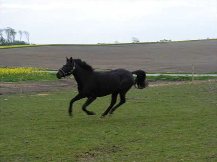 Anden særlig race Beautiful Girl (Solgt) - Buttie i fuuld gallop xD billede 17