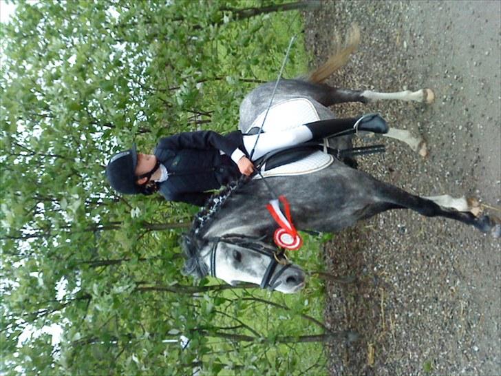 Welsh Pony (sec B) aluna billede 17