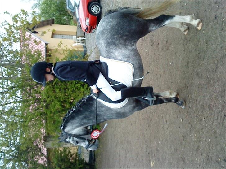 Welsh Pony (sec B) aluna billede 19