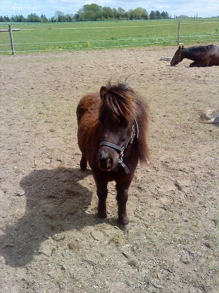Shetlænder Monty(den dejlige<3)Solgt billede 12