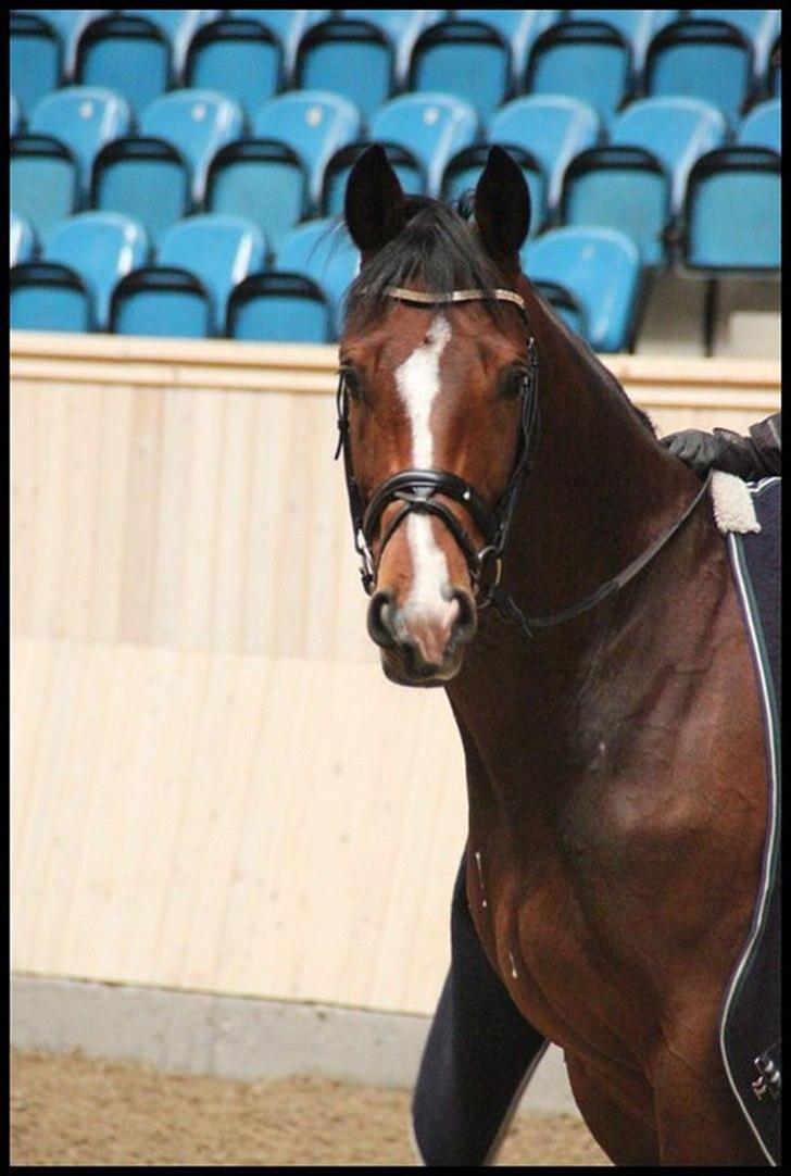 Trakehner Wisconsin M - R.I.P :'( - NYT! i vinterferien hvor stephanie red dig :) billede 6