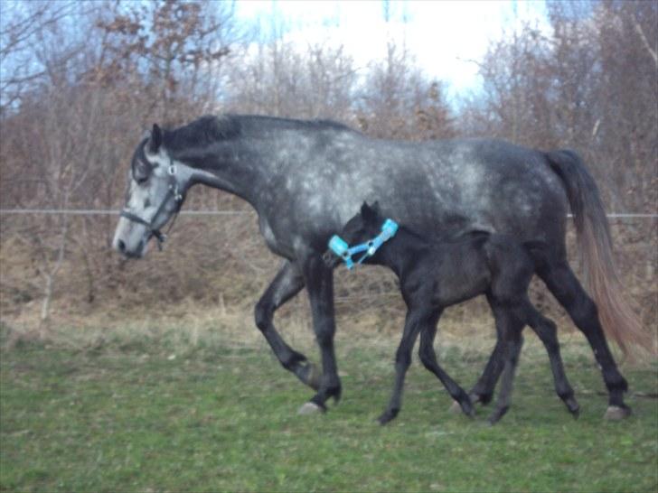 Anden særlig race Bonita´s Kato *solgt*  billede 16