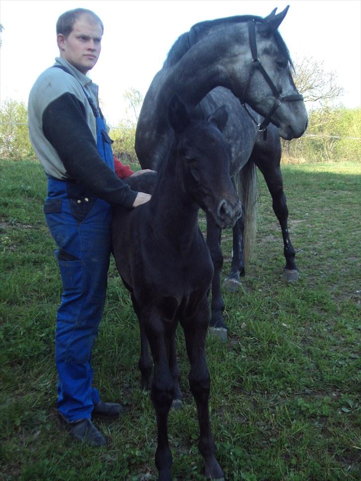 Anden særlig race Bonita´s Kato *solgt*  billede 20