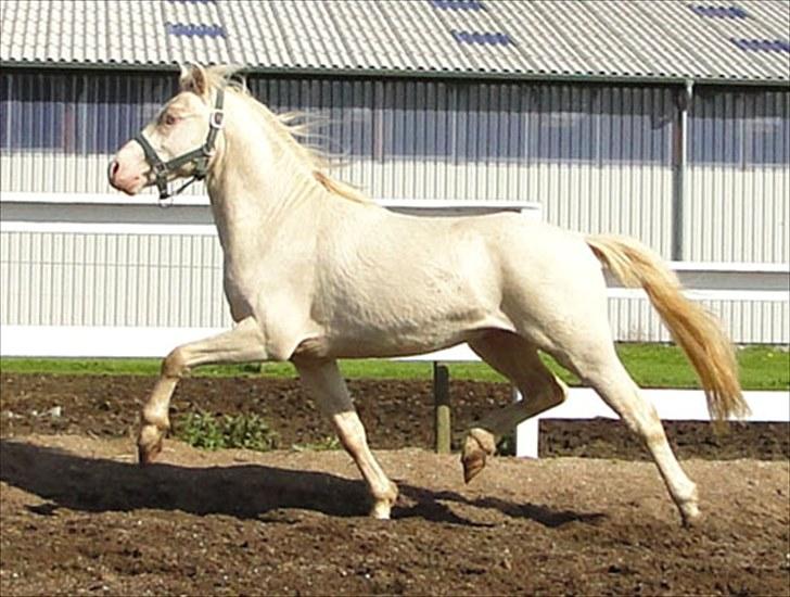 Welsh Mountain (sec A) Strathies Baltimore (R.I.P.) - 2010 billede 3