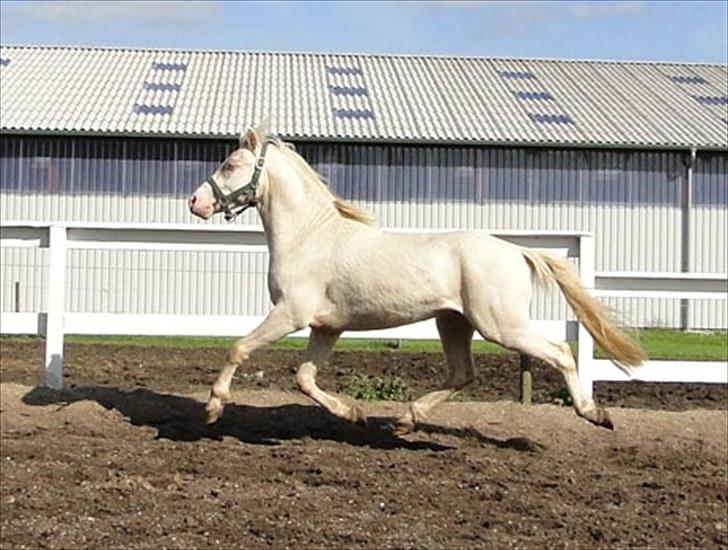 Welsh Mountain (sec A) Strathies Baltimore (R.I.P.) - 2010 billede 20