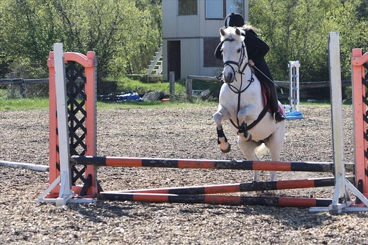 Anden særlig race frøken mille - Mig og mille spring ved allan år 2010 Taget af : Mette louise andersen billede 14