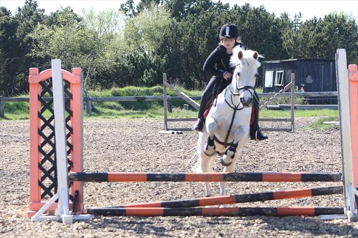 Anden særlig race frøken mille - Mig og mille spring ved allan år 2010 Taget af : Mette louise andersen billede 15