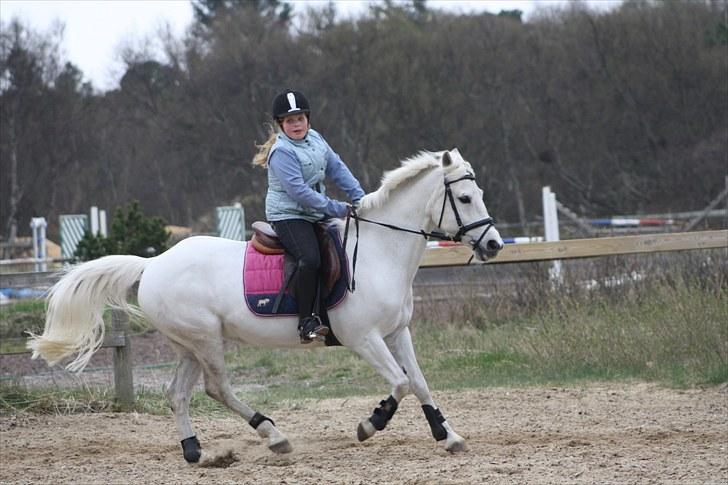 Anden særlig race frøken mille - Dressur med lidt øning . taget af :Mette louise nylander andersen billede 16