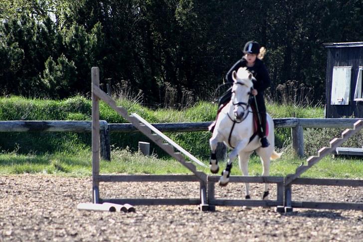 Anden særlig race frøken mille - spring igen -taget af :Mette louise andersen billede 17