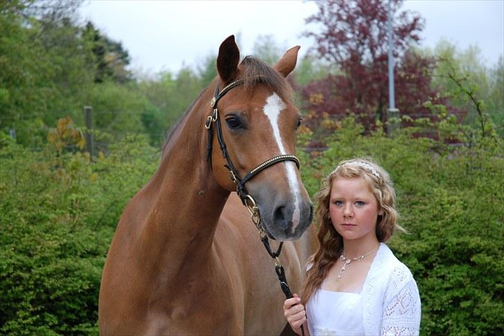 New Forest Stegstedgårds Top Marster billede 9