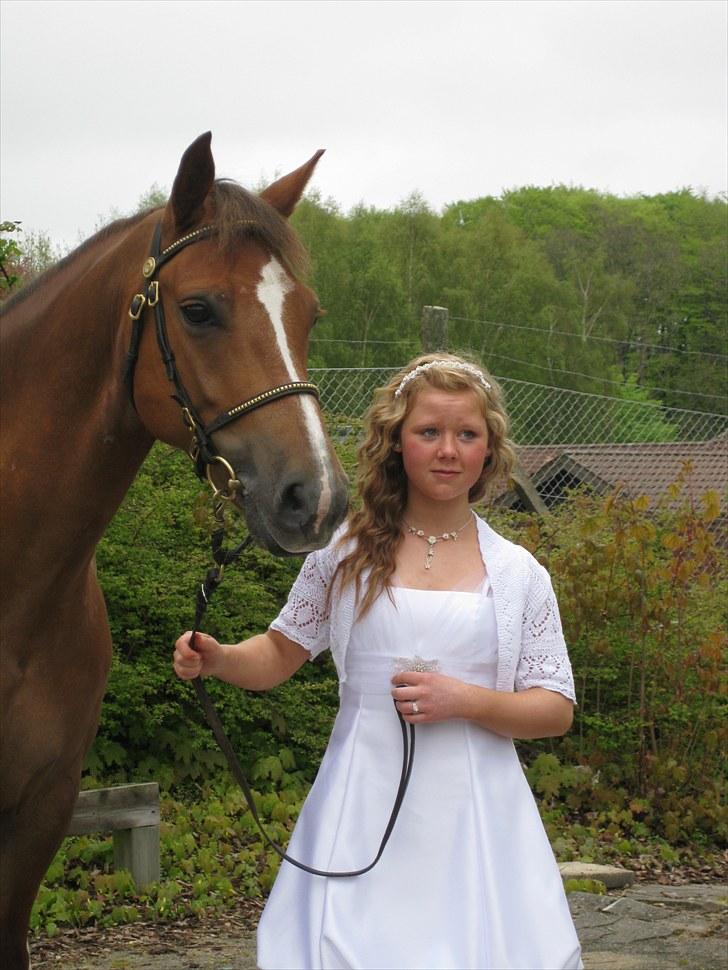 New Forest Stegstedgårds Top Marster billede 10