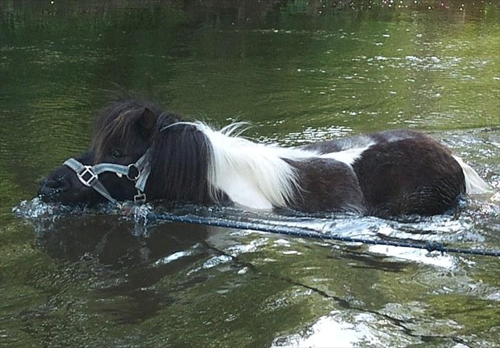 Shetlænder Tine-barnet LÅNT - I sønen. <3 billede 2