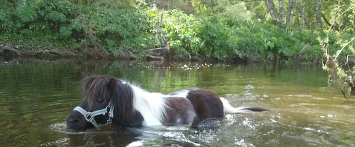 Shetlænder Tine-barnet LÅNT - I sønen. <3 billede 5