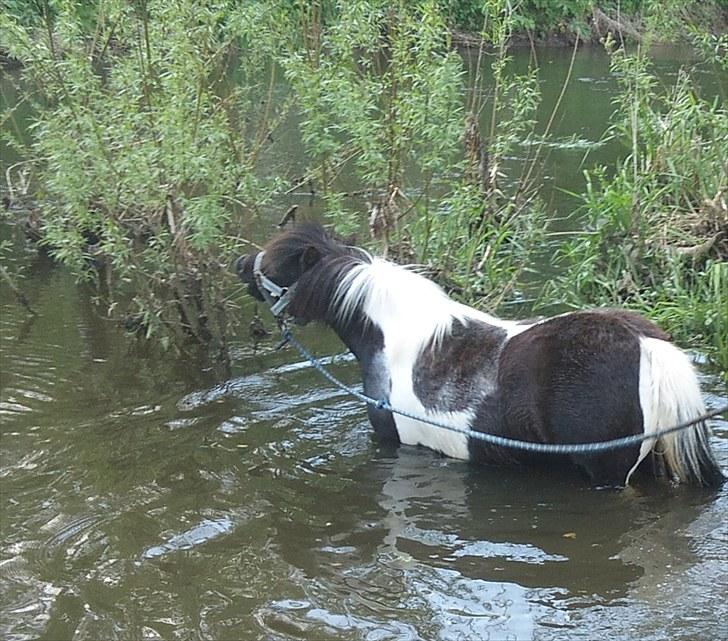 Shetlænder Tine-barnet LÅNT - mums. i sønen. billede 6