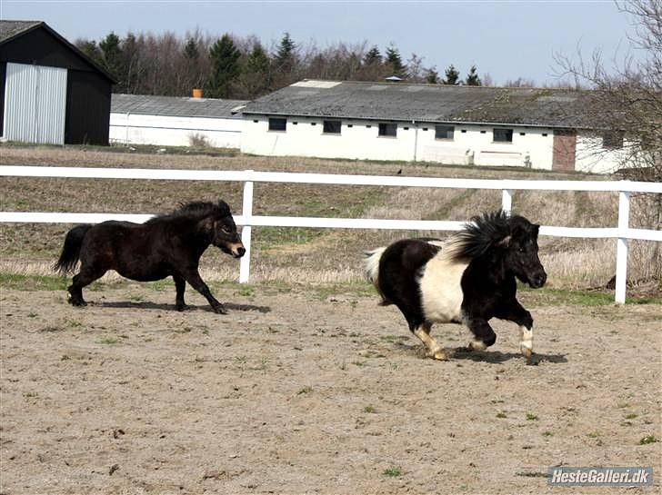 Shetlænder Tine-barnet LÅNT - Sammen med tulle. SA-FOTO!!!!!!!! billede 13