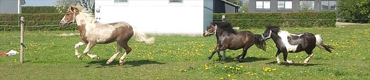 Shetlænder Tine-barnet LÅNT - Tuborg - Tulle - Tine. billede 14