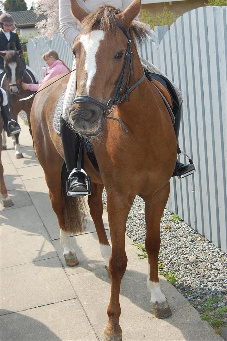 New Forest langmarksgårds Bellamonde - da hun blev redet hjem til min konfirmation .. billede 7