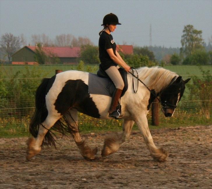 Irish Cob Troelsegårdens Aurora - Aurora og jeg den 19. maj i trav på banen. billede 11