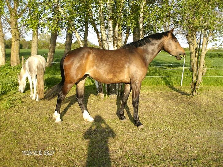 Oldenborg Carmen Elektra billede 16