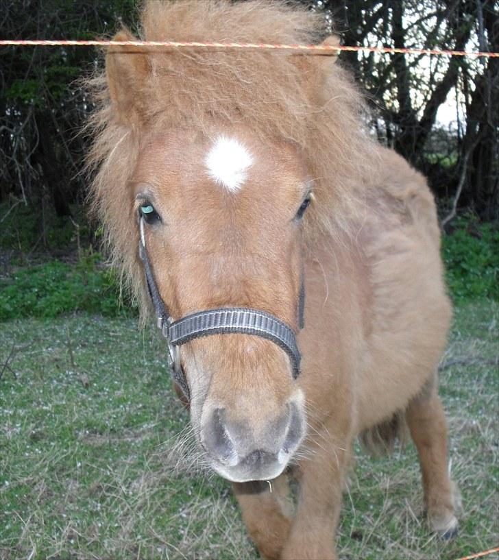 Shetlænder Bambi - Solgt - Hej mit navn er Bambi, men mor kalder mig frøken pjuskebusk billede 2