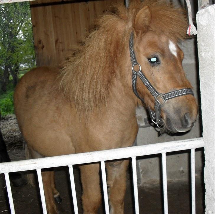 Shetlænder Bambi - Solgt - I stalden... venter på at få min aftensmad... mmmm mad :o) billede 3