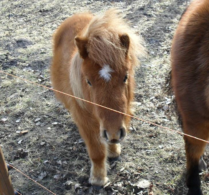 Shetlænder Bambi - Solgt billede 4