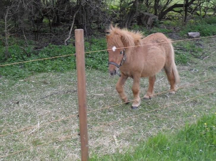 Shetlænder Bambi - Solgt - kommer nu mor... har du mad med....? billede 5