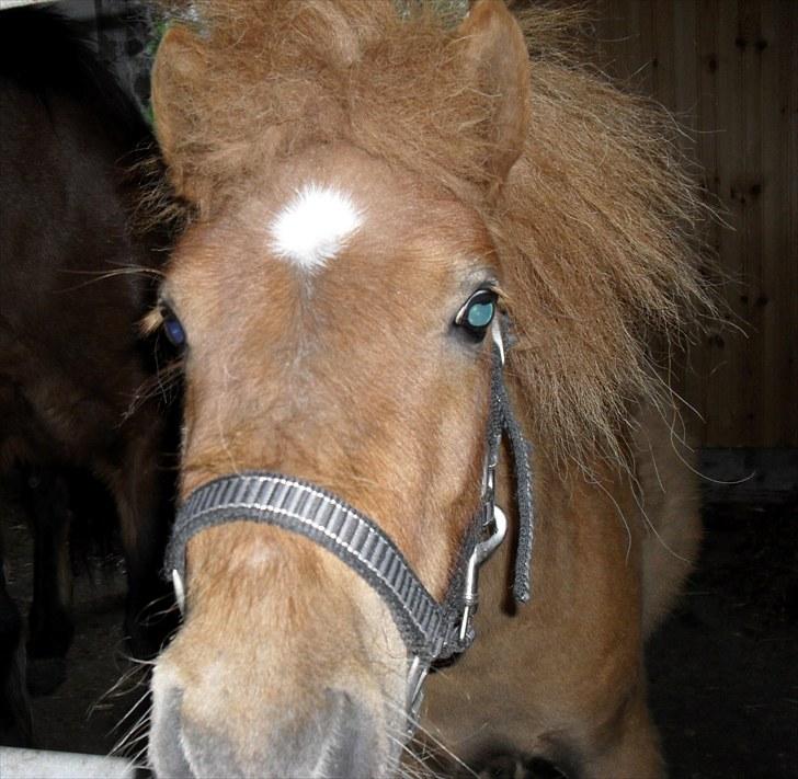 Shetlænder Bambi - Solgt - uha det kamara ser spænede ud... kan det spises...? billede 6