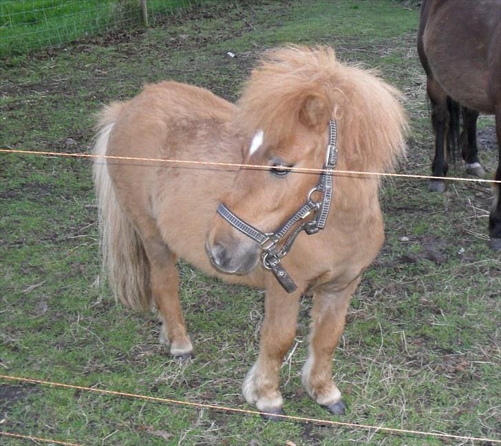 Shetlænder Bambi - Solgt billede 7