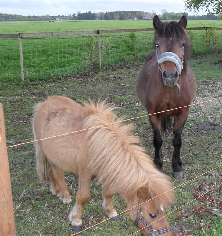 Shetlænder Bambi - Solgt billede 9
