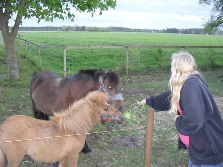 Shetlænder Bambi - Solgt - mmmm mad... og som i nok kan se på min veninde Maika er hun ikke meget for at dele.... hendes problem :o) billede 10