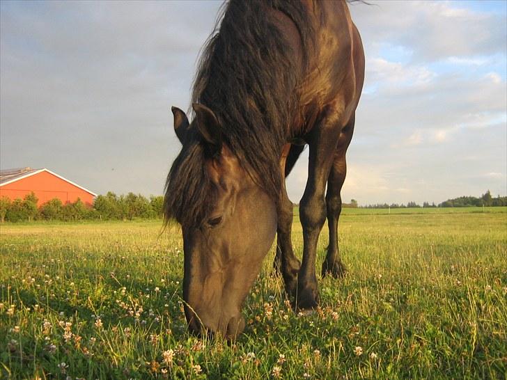 Frieser Rykje van Bourboom R.I.P. - På græs den 2-8-10 billede 7