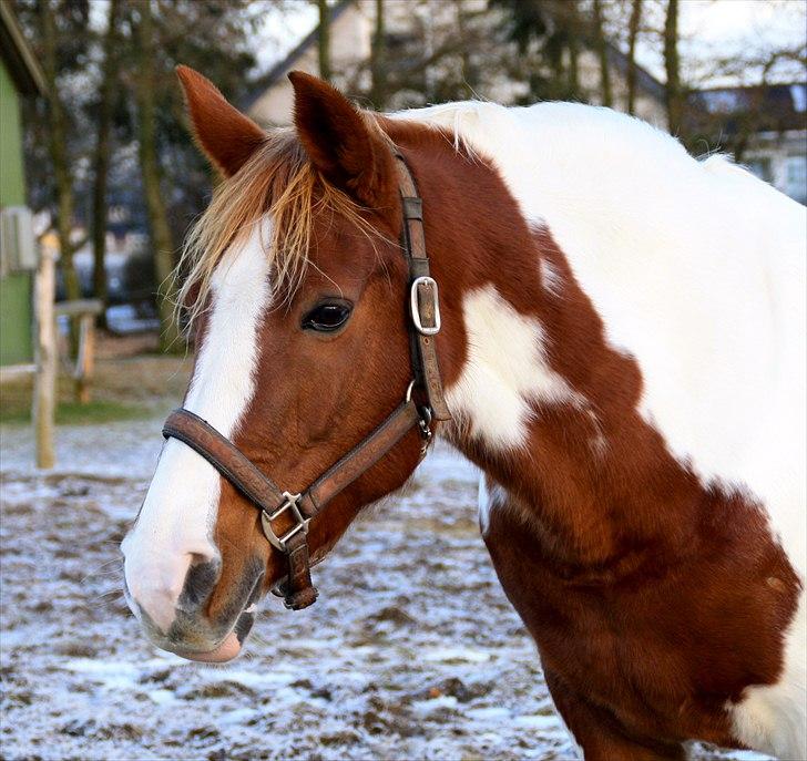Pinto Fiona - Smukke Fiona 2010 billede 1