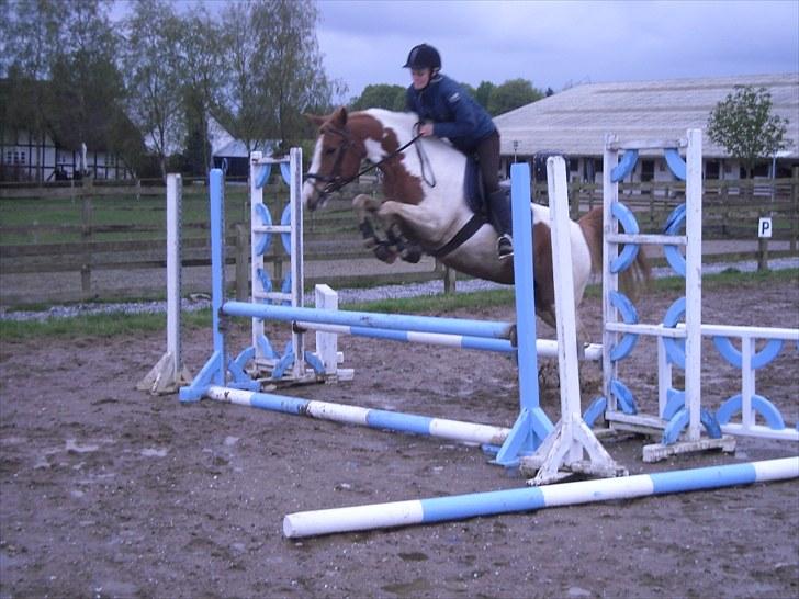 Pinto Fiona - Inger springer Fiona - 2010 billede 3