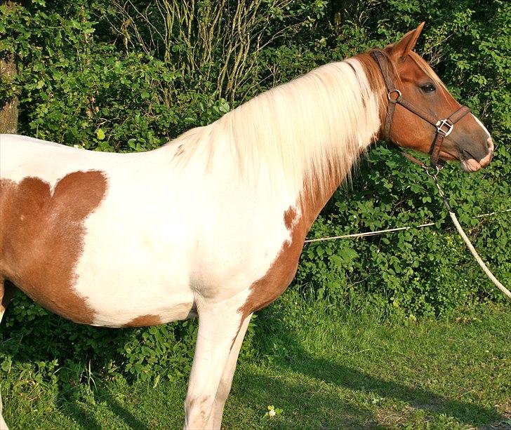 Pinto Fiona - Sommer - 2010 billede 4