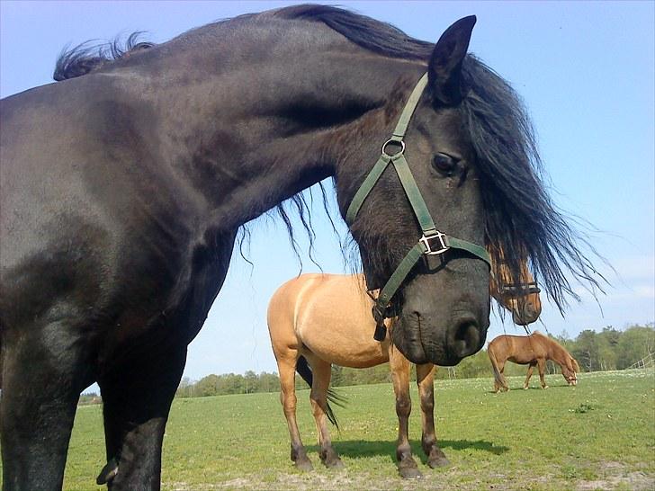 Frieser Rocky Van het zand( himmelhest) :( - i den varme soldag <333 billede 6