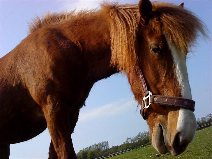 Islænder Glauma fra skygge <3 Himmelhest - du er vores egen lille frækkeret billede 18