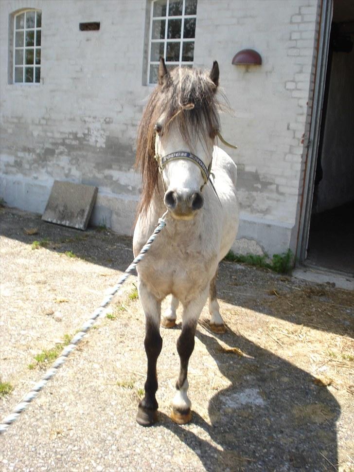 Welsh Pony (sec B) Bangs Tempo *SOLGT* - Lille grå <3 (20/5-2010) billede 6