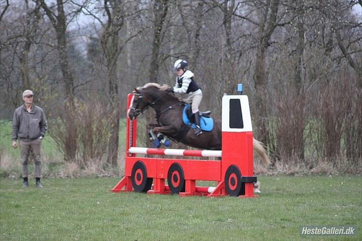 Welsh Pony af Cob-type (sec C) Møllebos Laval - På NVR billede 9