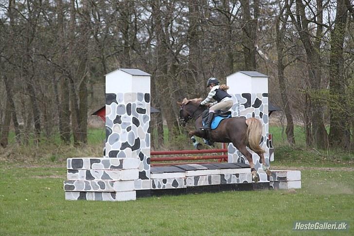 Welsh Pony af Cob-type (sec C) Møllebos Laval - mig og prinse ude på NVR og springe billede 11