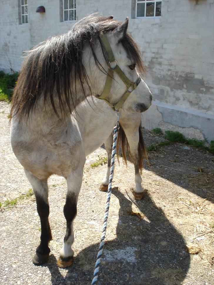 Welsh Pony (sec B) Bangs Tempo *SOLGT* - (D. 20/5-2010) billede 7