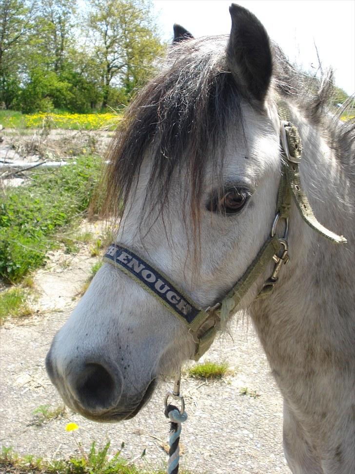 Welsh Pony (sec B) Bangs Tempo *SOLGT* - Hans lille fine hoved :i (D. 20/5-2010) billede 8