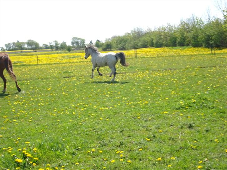Welsh Pony (sec B) Bangs Tempo *SOLGT* - Der er krudt i den lille :D (D. 20/5-2010) billede 9