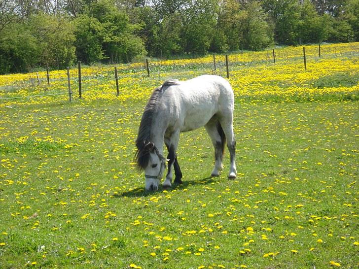 Welsh Pony (sec B) Bangs Tempo *SOLGT* - mmmmh, MAD! :D (D. 20/5-2010) billede 10