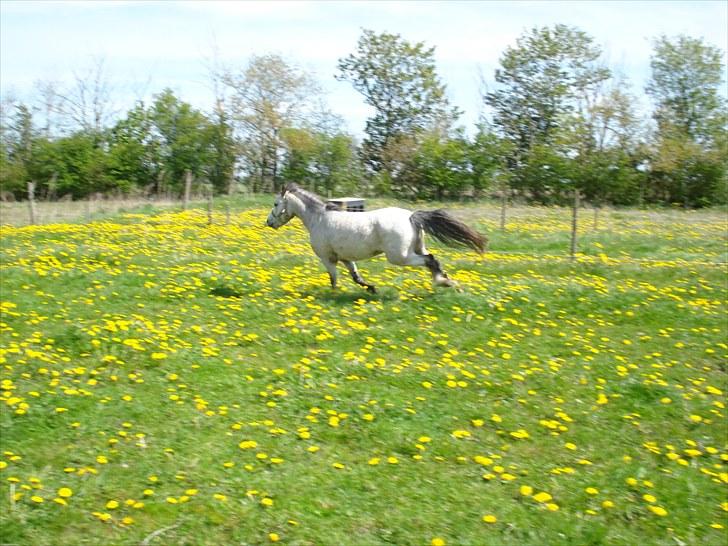 Welsh Pony (sec B) Bangs Tempo *SOLGT* - flytte fusserne, DET kan han! :) (D. 20/5-2010) billede 11