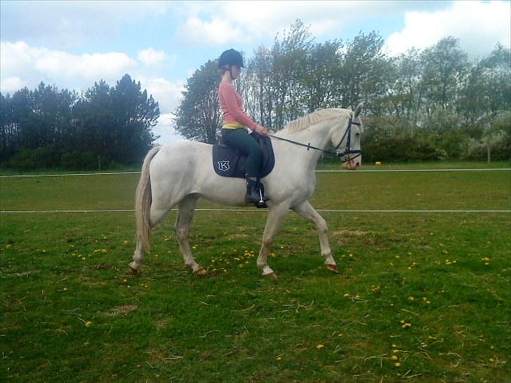 Knabstrupper Prins billede 1