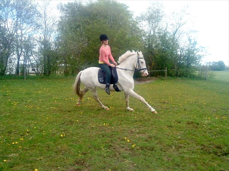 Knabstrupper Prins billede 2