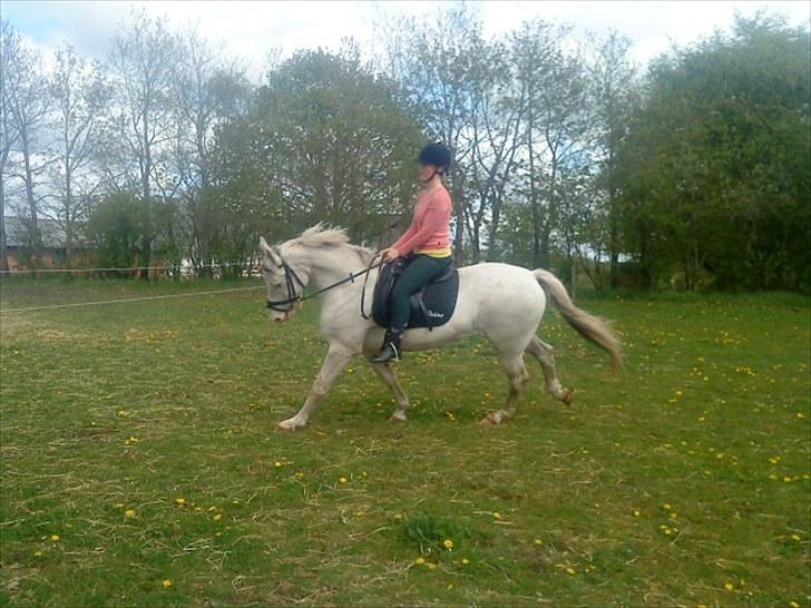 Knabstrupper Prins billede 3