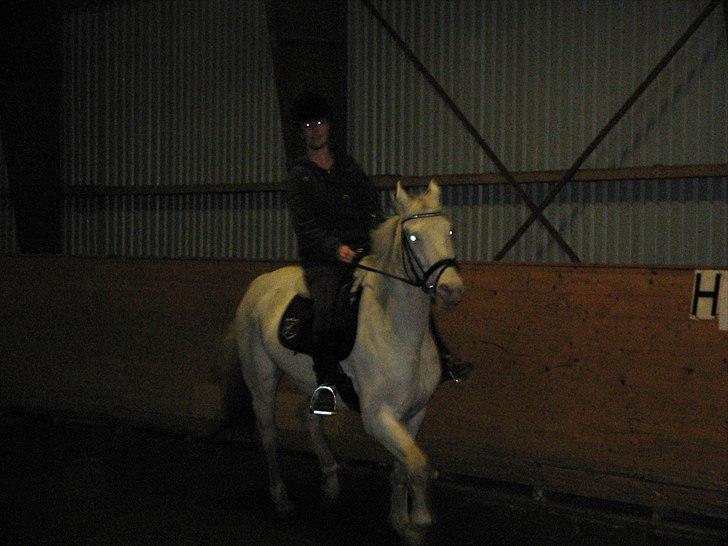 Knabstrupper Prins billede 4